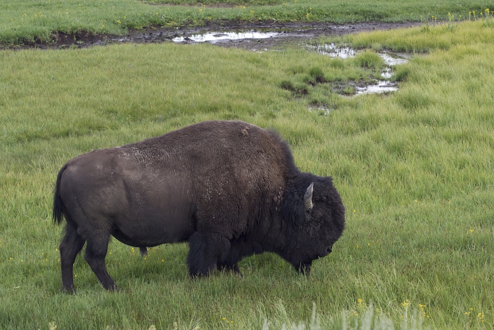 Yellowstone Nationalpark, USA