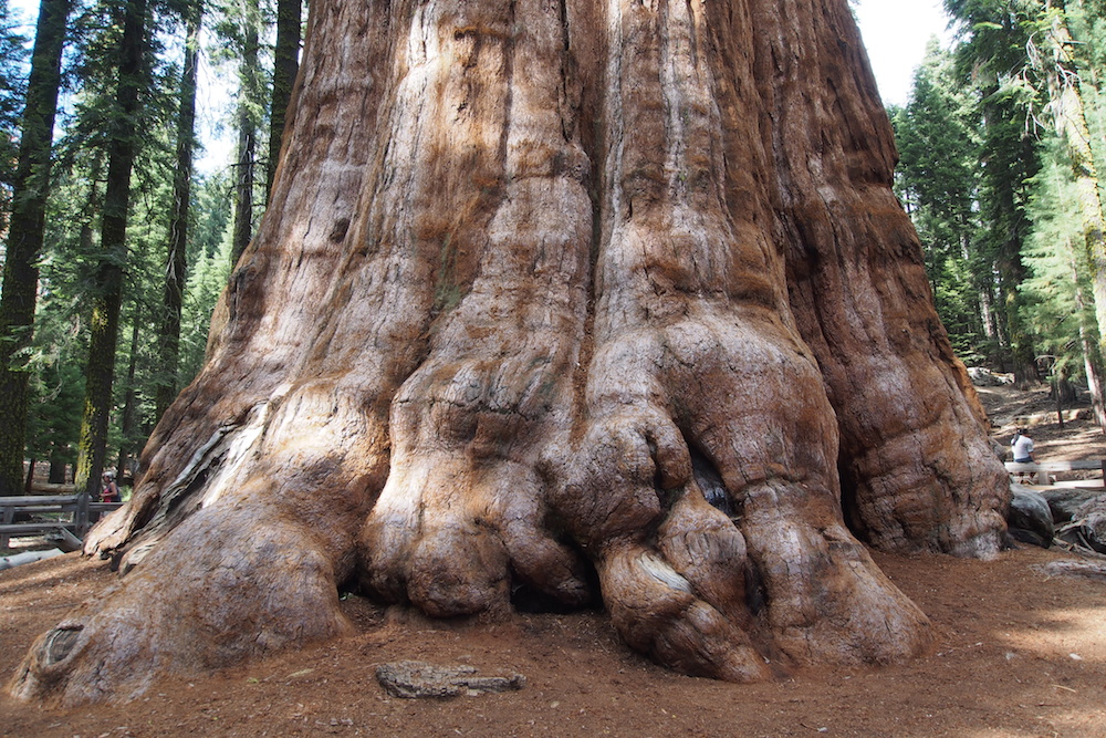 Sequoia Mammutbaum