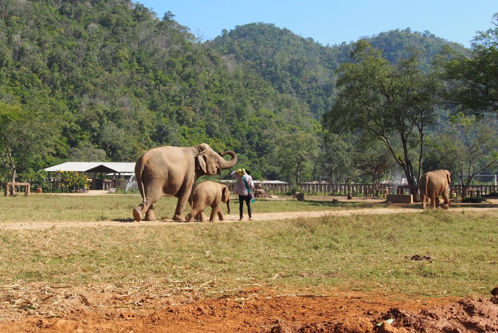 Elephant Nature Park