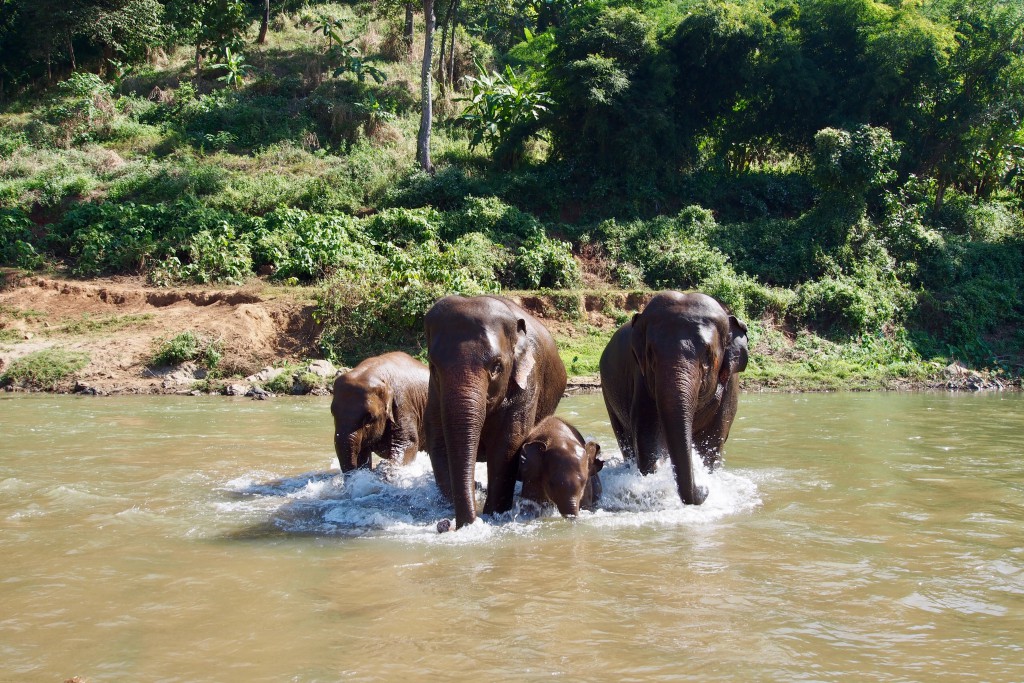 Elephant Nature Park Thailand