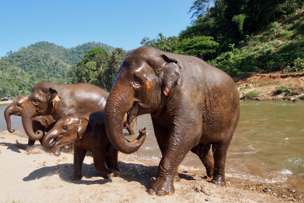 Elephant Nature Park