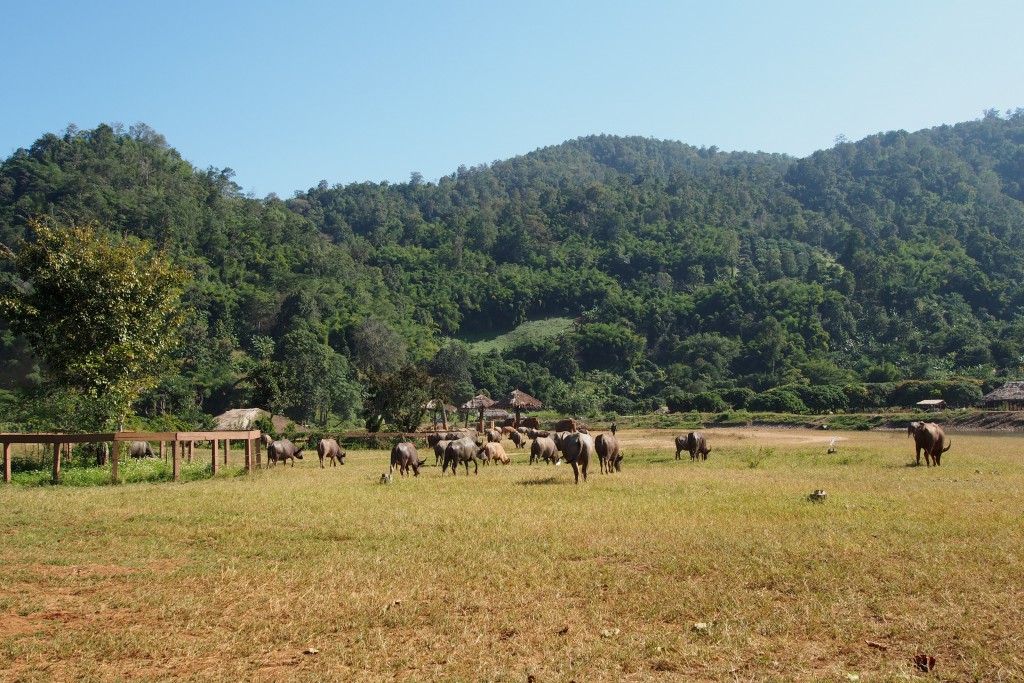 Elephant Nature Park